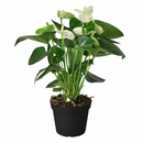 large white flower houseplants, 6 inch flowering indoor plants, buy live plants online