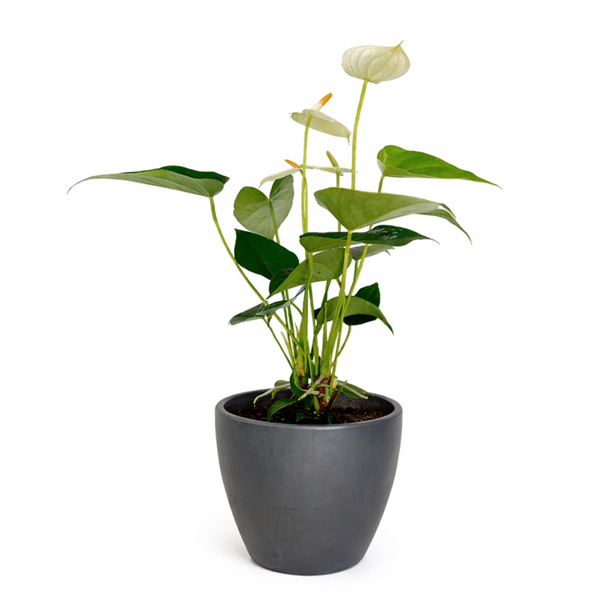 Anthurium White, Flowering Houseplants, Colorful Flowering Houseplants, Air Purifying Houseplants, Easy Care Houseplants, Best Houseplants for Beginners