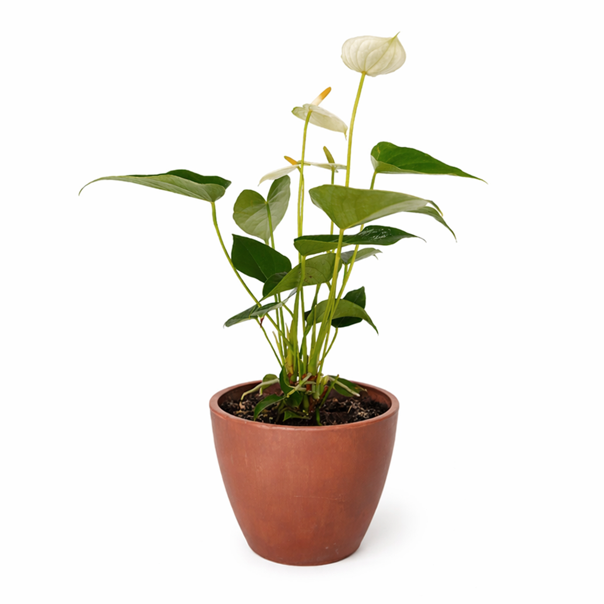 Anthurium White, Flowering Houseplants, Colorful Flowering Houseplants, Air Purifying Houseplants, Easy Care Houseplants, Best Houseplants for Beginners