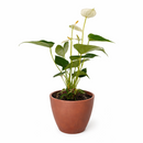 Anthurium White, Flowering Houseplants, Colorful Flowering Houseplants, Air Purifying Houseplants, Easy Care Houseplants, Best Houseplants for Beginners
