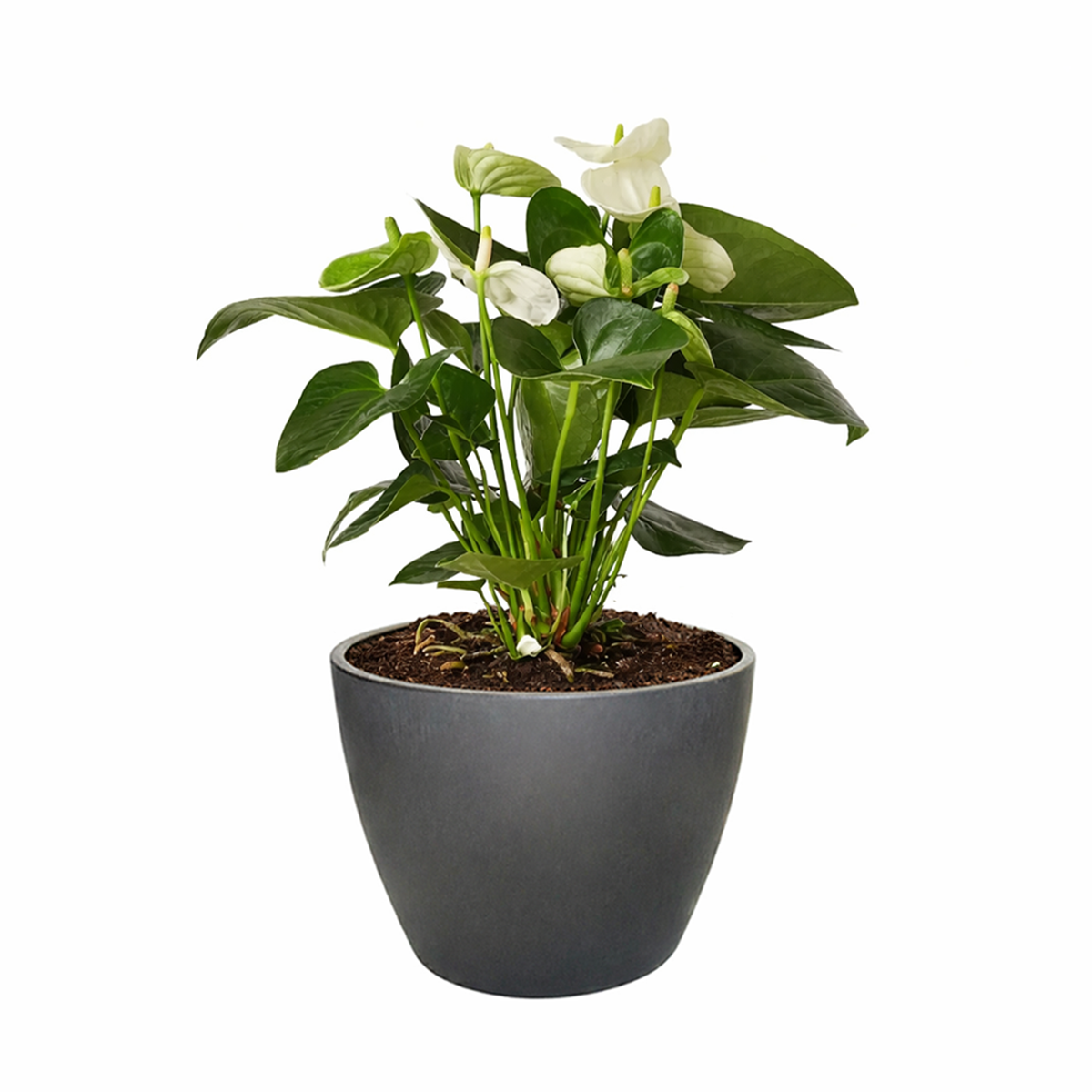 Anthurium White, Flowering Houseplants, Colorful Flowering Houseplants, Air Purifying Houseplants, Easy Care Houseplants, Best Houseplants for Beginners