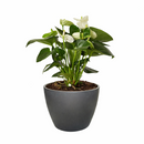 Anthurium White, Flowering Houseplants, Colorful Flowering Houseplants, Air Purifying Houseplants, Easy Care Houseplants, Best Houseplants for Beginners