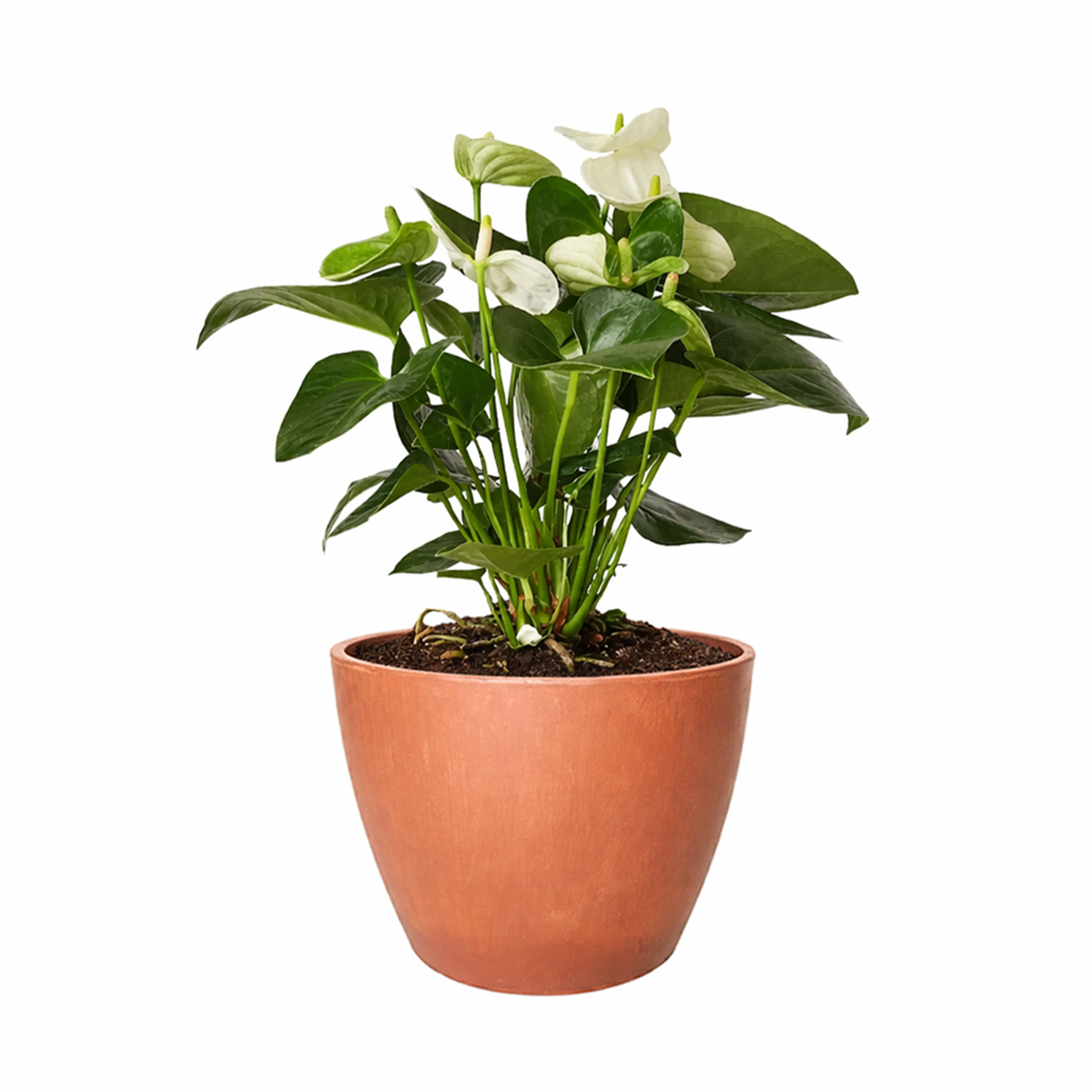 anthurium white flamingo flower Anthurium White - Flamingo Flower