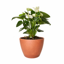 Anthurium White, Flowering Houseplants, Colorful Flowering Houseplants, Air Purifying Houseplants, Easy Care Houseplants, Best Houseplants for Beginners