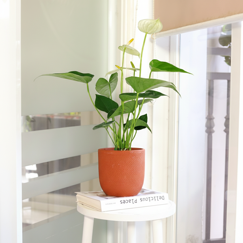 anthurium place Anthurium White - Flamingo Flower