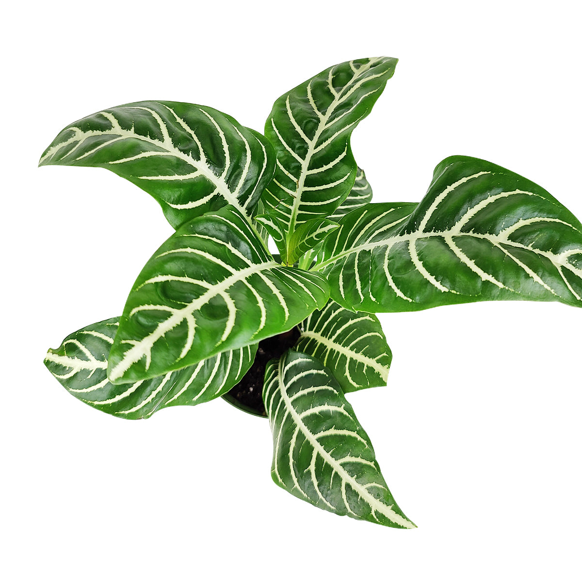 Aphelandra Zebra Plant, Aphelandra squarrosa, Zebra Plant, Snow White Plant, Saffron Spike Zebra, unusual houseplant, colorful foliage houseplant, exotic houseplant, Snow White Zebra plant