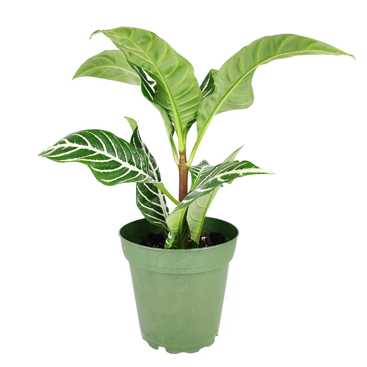 Aphelandra Zebra Plant, Aphelandra squarrosa, Zebra Plant, Snow White Plant, Saffron Spike Zebra, unusual houseplant, colorful foliage houseplant, exotic houseplant