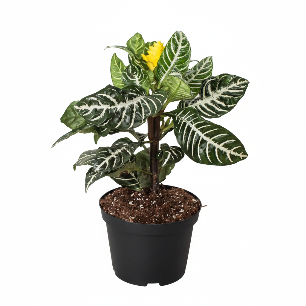 6 inch Aphelandra Zebra Plant in plastic pot, unique houseplants for sale, colorful indoor plants