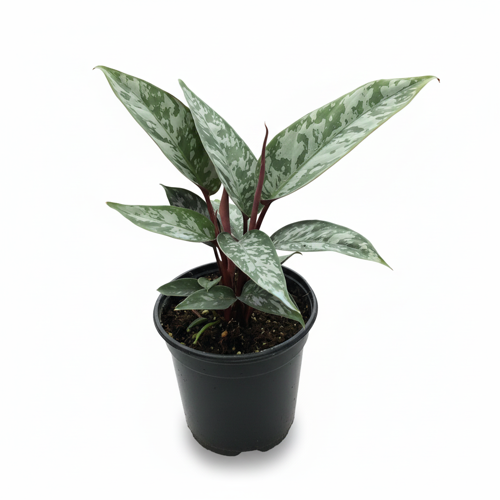 Apoballis Purple Sword Silver and purple variegated plants, Buy Rare Houseplant for Gifting or Decoration