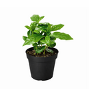 Coffea arabica, coffee plant in a pot, how to grow coffee plant indoors, easy to care houseplants