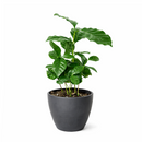 Coffea arabica, coffee plant in a pot, how to grow coffee plant indoors, easy to care houseplants