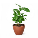 Coffea arabica, coffee plant in a pot, how to grow coffee plant indoors, easy to care houseplants