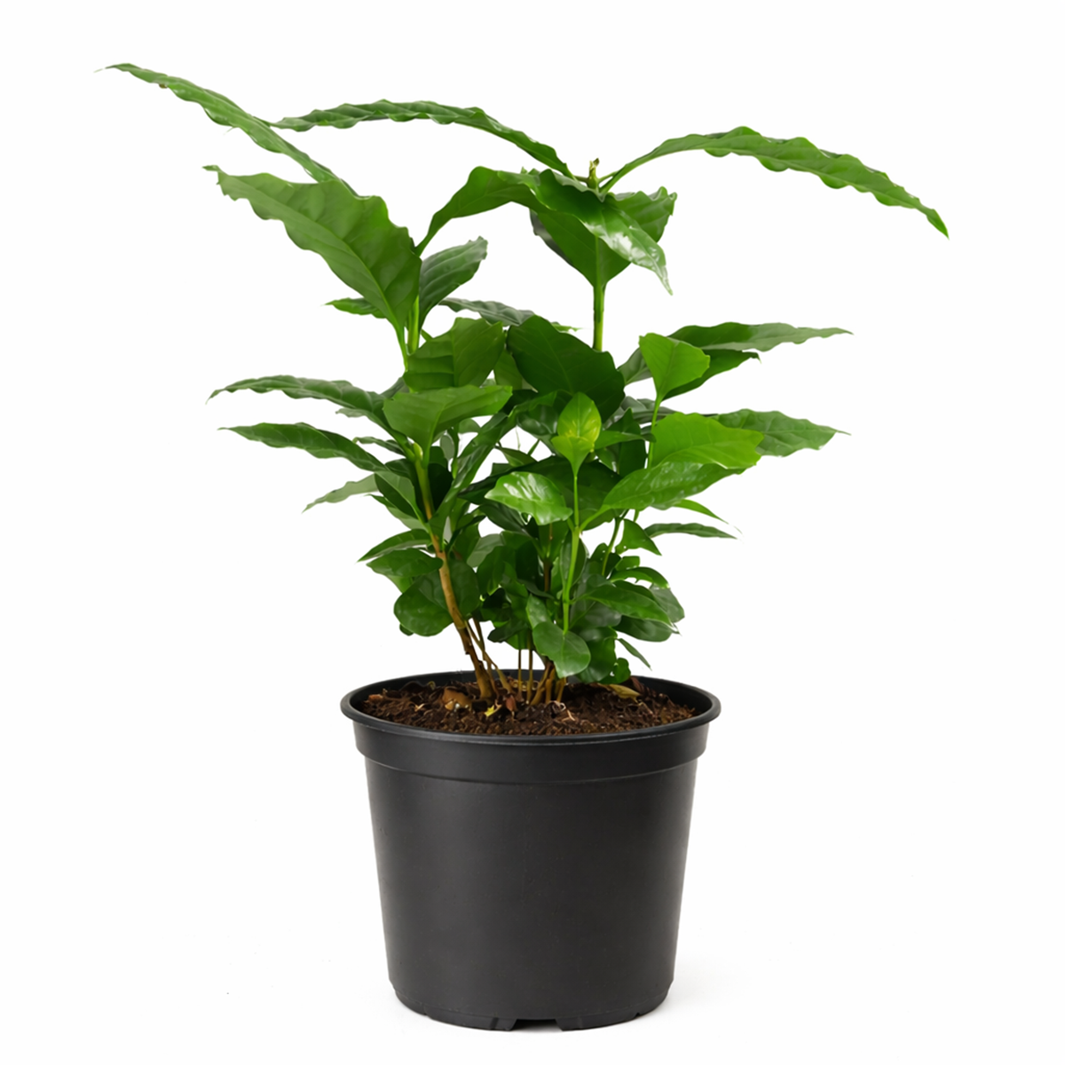 Coffea arabica, coffee plant in a pot, how to grow coffee plant indoors, easy to care houseplants