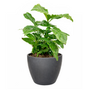 Coffea arabica, coffee plant in a pot, how to grow coffee plant indoors, easy to care houseplants
