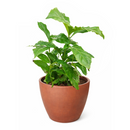 Coffea arabica, coffee plant in a pot, how to grow coffee plant indoors, easy to care houseplants