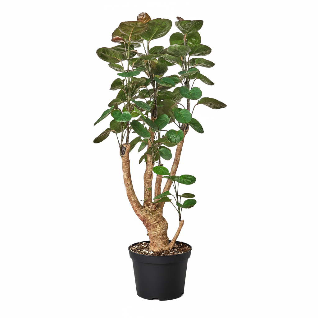 Aralia Fabian Stump Polyscias Scutellaria, 6 inch Aralia Fabian Stump Polyscias Scutellaria, live trees, 6 inch live plants, buy live plants online