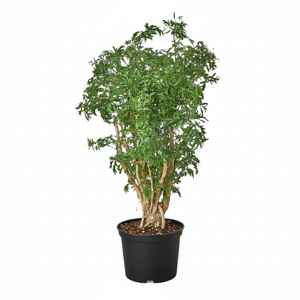 6 inch Aralia Ming Stump Plant, feng shui houseplants, live plants for sale, large houseplants for office decoration, gift for plant lovers