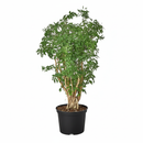 6 inch Aralia Ming Stump Plant, feng shui houseplants, live plants for sale, large houseplants for office decoration, gift for plant lovers