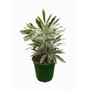 Aralia Bianca, 3 inch Aralia Bianca for sale, colorful houseplants, decorative live plants, buy small live plants online