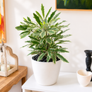 Aralia Bianca, 3 inch Aralia Bianca for sale, colorful houseplants, decorative live plants, buy small live plants online