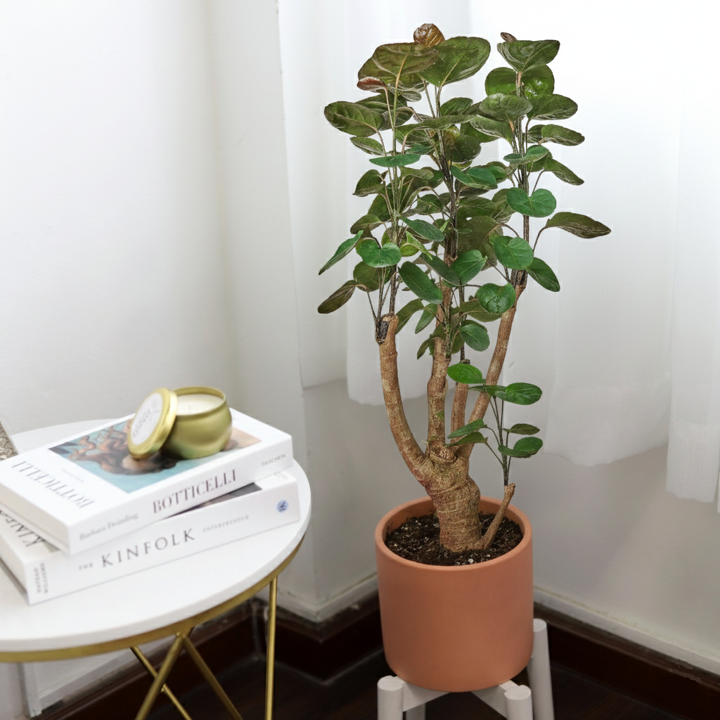 Aralia Fabian Stump Polyscias Scutellaria - Indoor Tree-like Plants