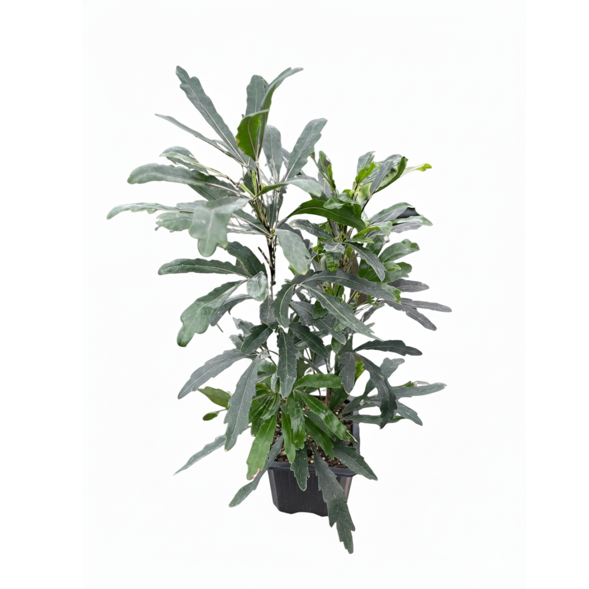 3 inch Aralia Green, Aralia Green for sale, buy Aralia Green online, live plants for home decor, buy live plants online