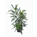 3 inch Aralia Green, Aralia Green for sale, buy Aralia Green online, live plants for home decor, buy live plants online