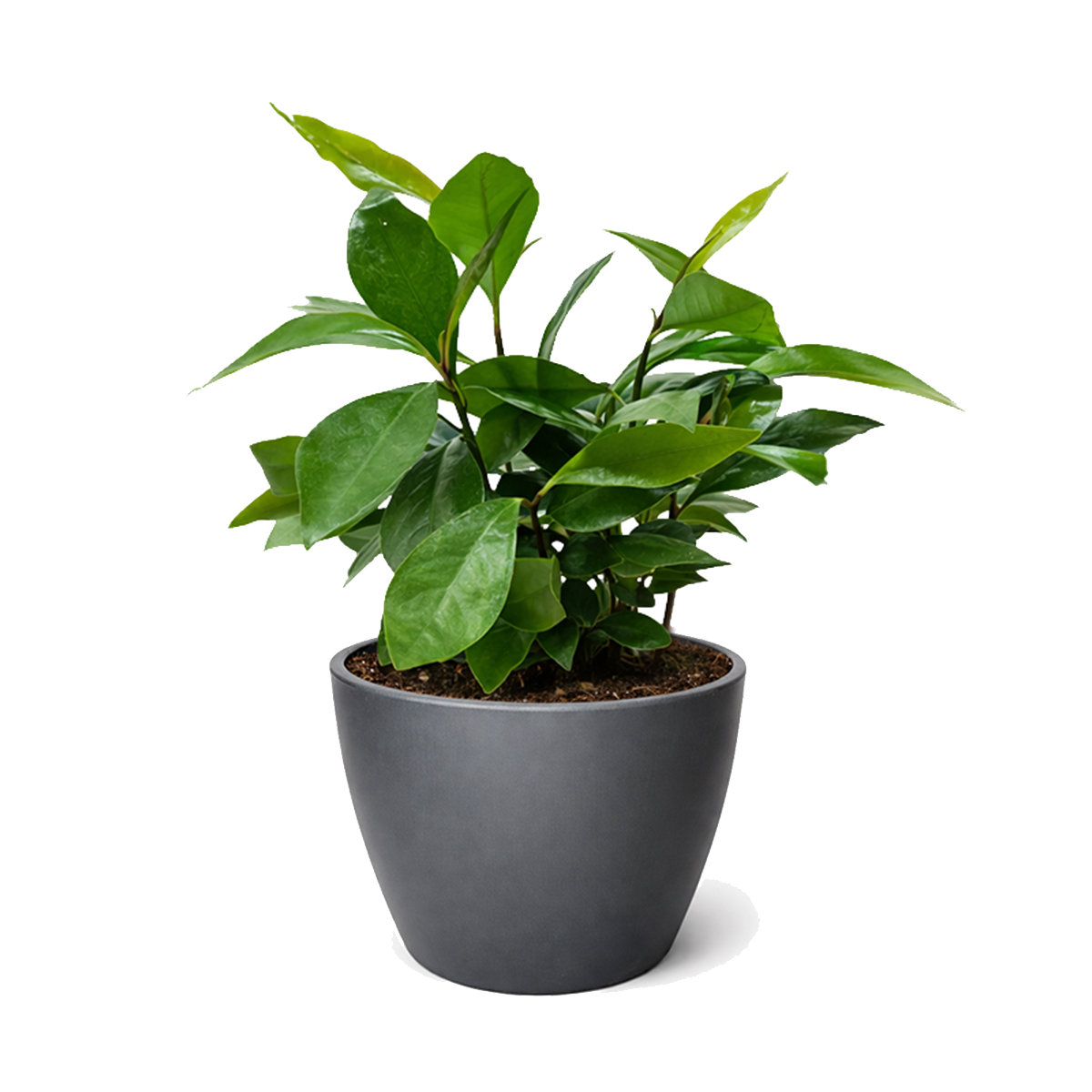 Ardisia 'Red' Live Plant in 4 inch pink decorative pot, Coral Berry (Ardisia crenata), Glossy Evergreen Shrub with Vibrant Red Berries, Festive holiday plants