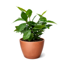 Ardisia 'Red' Live Plant in 4 inch pink decorative pot, Coral Berry (Ardisia crenata), Glossy Evergreen Shrub with Vibrant Red Berries, Festive holiday plants