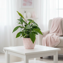 Ardisia 'Red' with glossy green leaves and long-lasting Christmas berries, Winter berry indoor plant