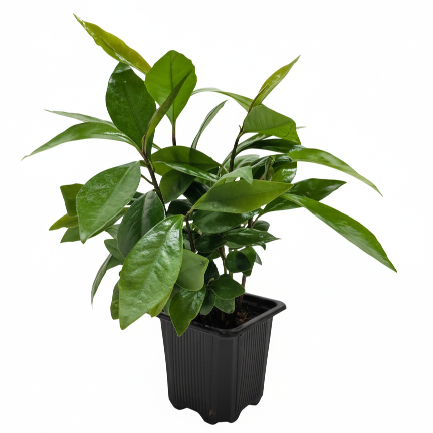 Ardisia 'Red' with glossy green leaves and long-lasting Christmas berries, Winter berry indoor plant