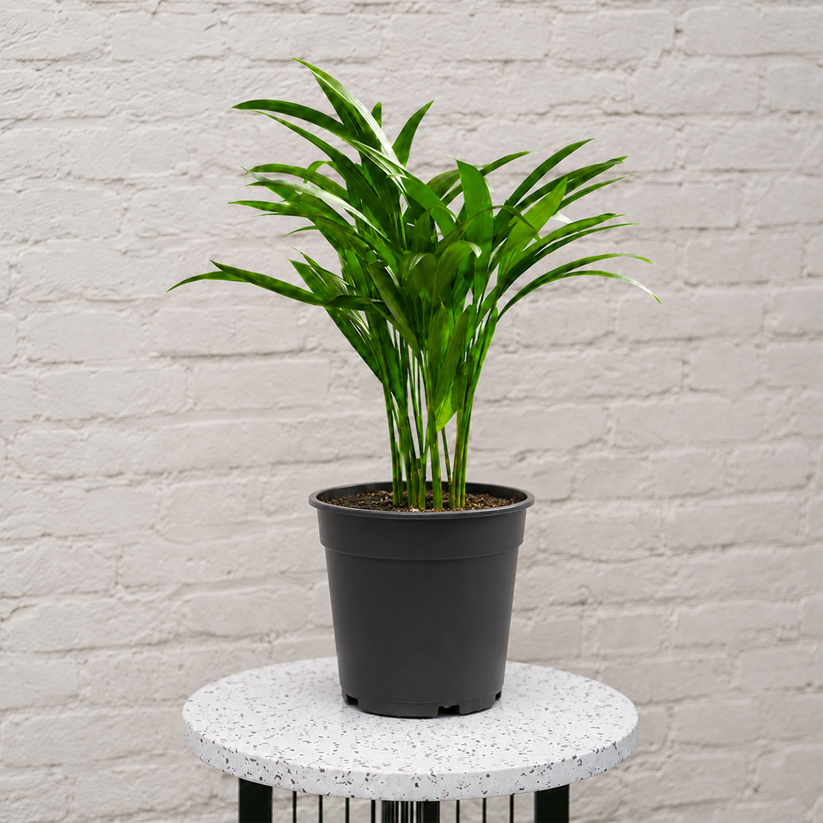 4 inch Areca Palm for sale. The Areca Palm is a graceful tropical houseplant with feathery green fronds that bring a fresh, vibrant feel to any indoor space. It grows best in bright, indirect light with well-draining soil and regular watering to keep its foliage healthy and lush. This nursery pot plant is perfect for homes, offices, or anyone looking to add natural greenery and an air-purifying plant to their collection.