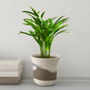 medium areca palm indoor tree live houseplant for sale, lush multi-stemmed golden-green cane structure, graceful pinnate fronds with narrow leaflets, wide-spreading tropical silhouette, pet-safe and non-toxic, creates a bohemian corner focal point indoors, a thoughtful and long-lasting gift for plant enthusiasts in an eco pot