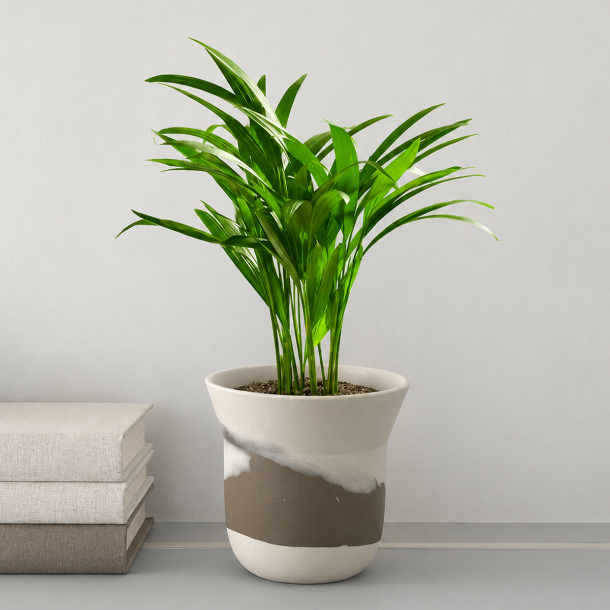 Buy small Areca Palm Indoor Tree online. The Areca Palm Indoor Tree is a lush tropical plant with graceful feathery fronds that bring a fresh, vibrant feel to any indoor space. It thrives in bright, indirect light and prefers consistently moist, well-draining soil. This easy-care palm is an excellent choice for homes, offices, and anyone looking to create a relaxing indoor environment.