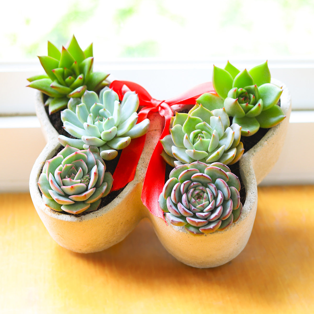 creative succulent pots 9 inch Butterfly Succulent Arrangement, Creative Succulent Planter for Sale