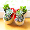 9 inch Butterfly Succulent Arrangement, Creative Succulent Planter for Sale, Live Succulent Gift Ideas, succulent arrangement for home decor