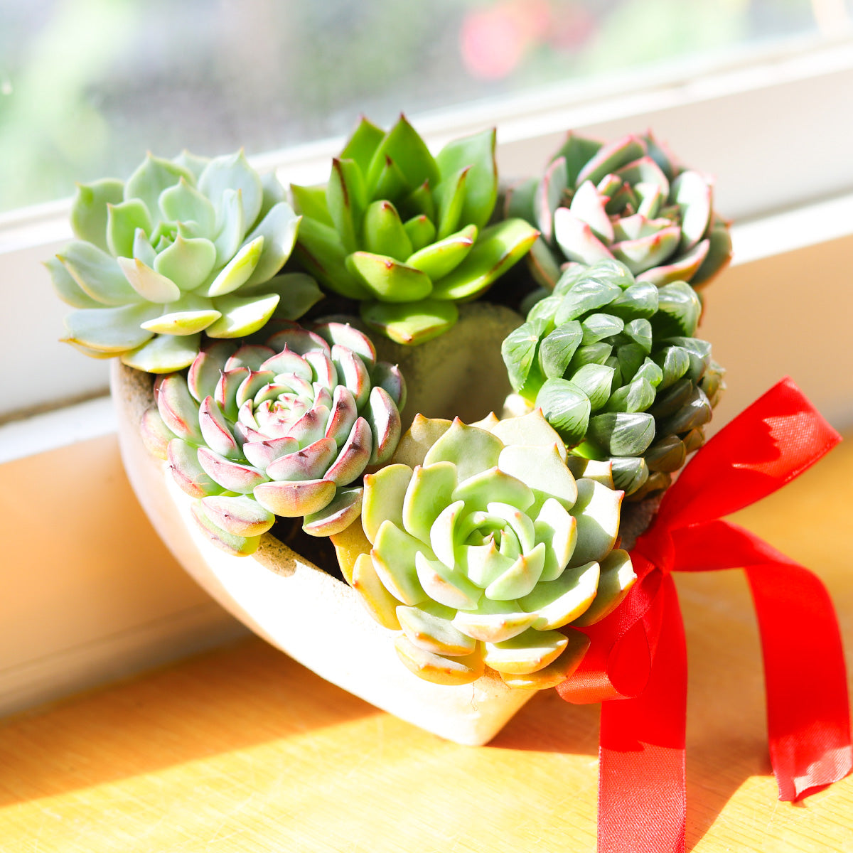 valentine's succulent arrangement 7 inch Succulent Heart Arrangement, Unique Succulent Gift Ideas for Any Occasion