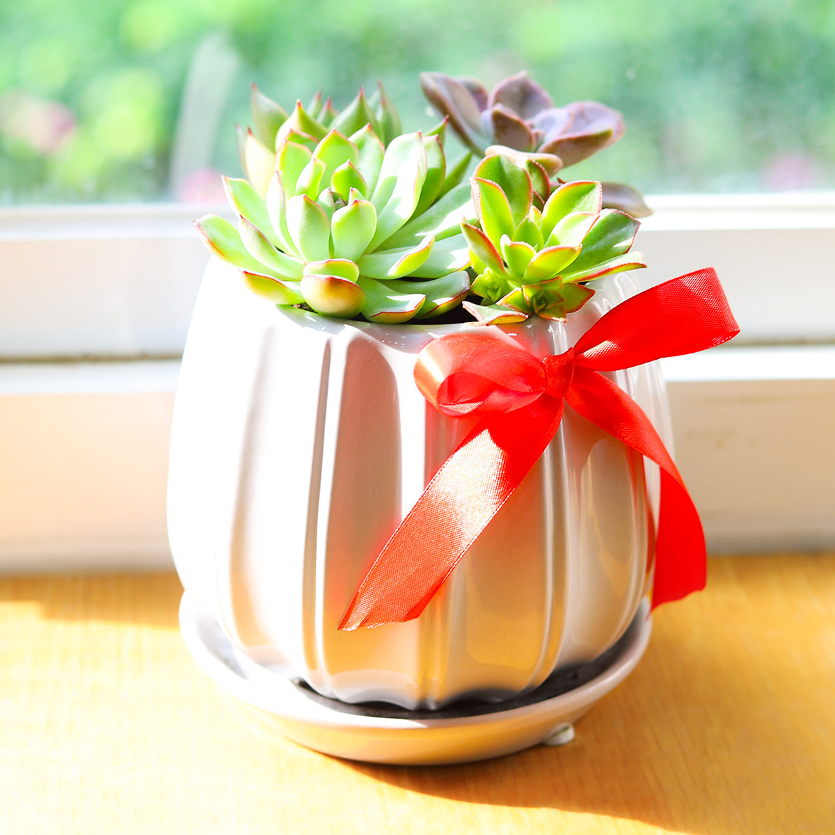 ribbon succulent plant Succulent Arrangement in Grey Ceramic Contour Planter