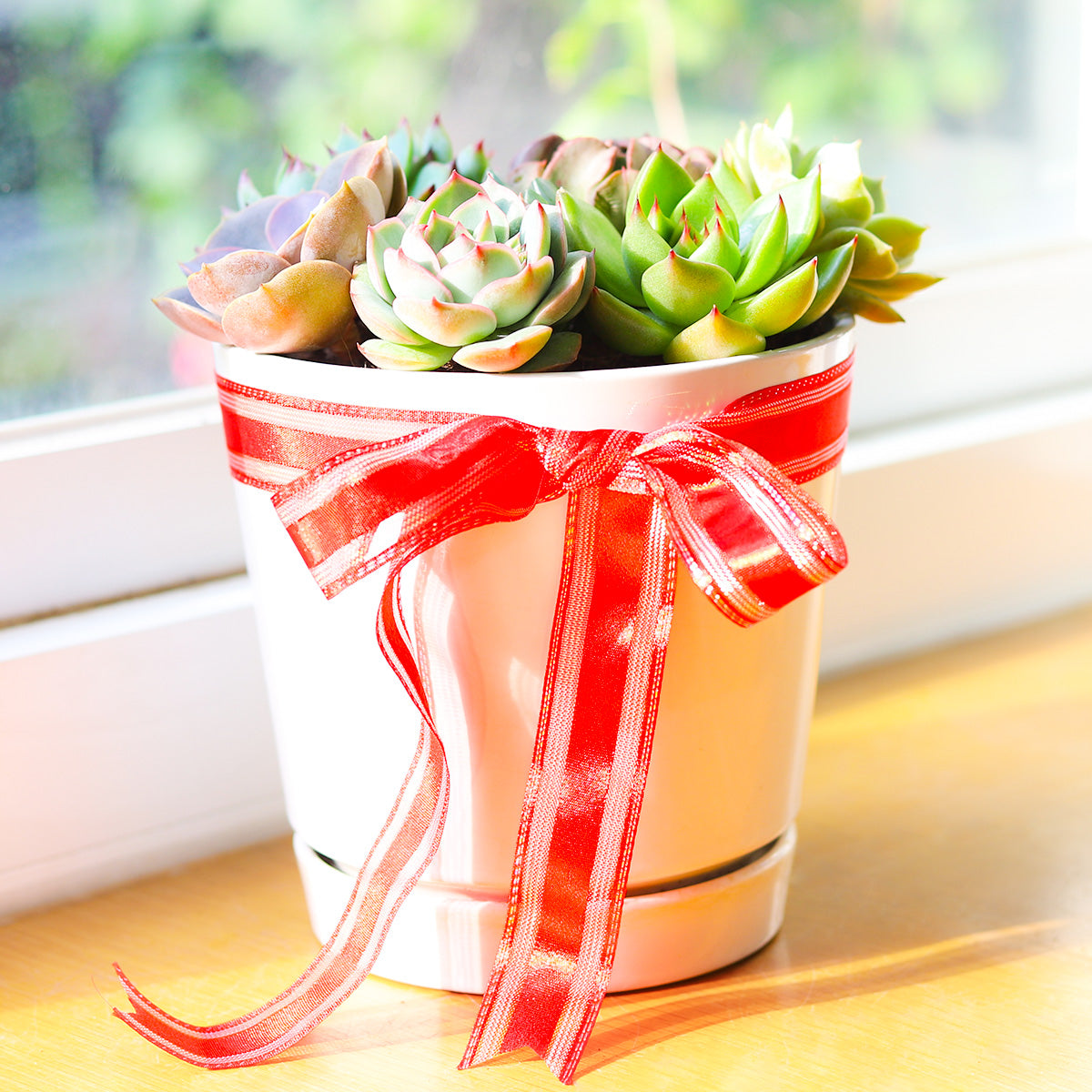 Buy Succulent Arrangement Online for Christmas Gift Decor Ideas