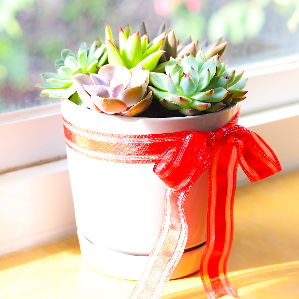succulent ribbon Succulent Arrangement in Grey Minimalist Planter