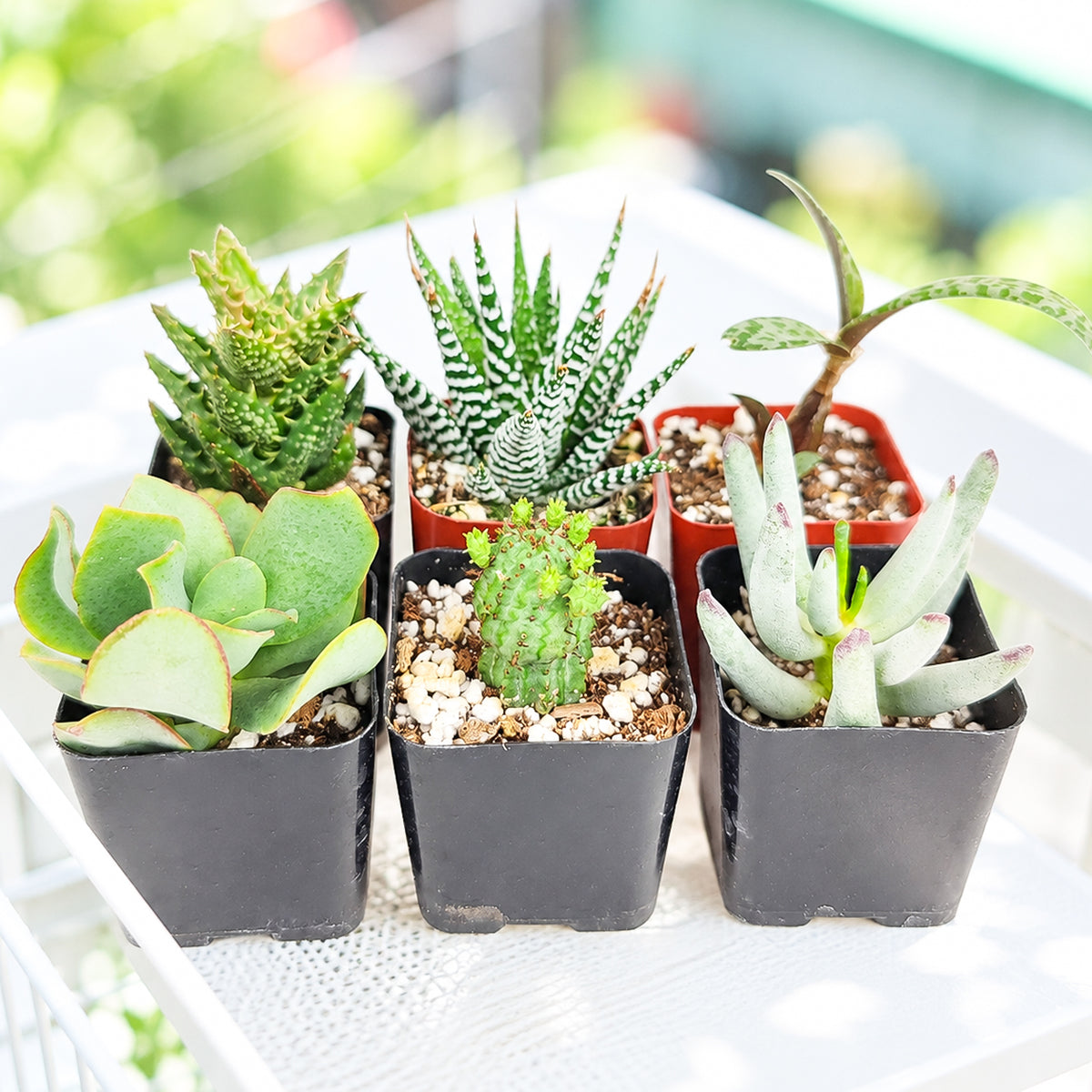 Buy Assorted Mystery Succulents Pack online. A surprise mix of beautiful live succulents, each selected at random for a fun and unique plant collection.