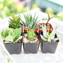 assorted mystery succulents pack live plants surprise box for sale, live succulent mystery box random selection plants, random succulents assortment different varieties included