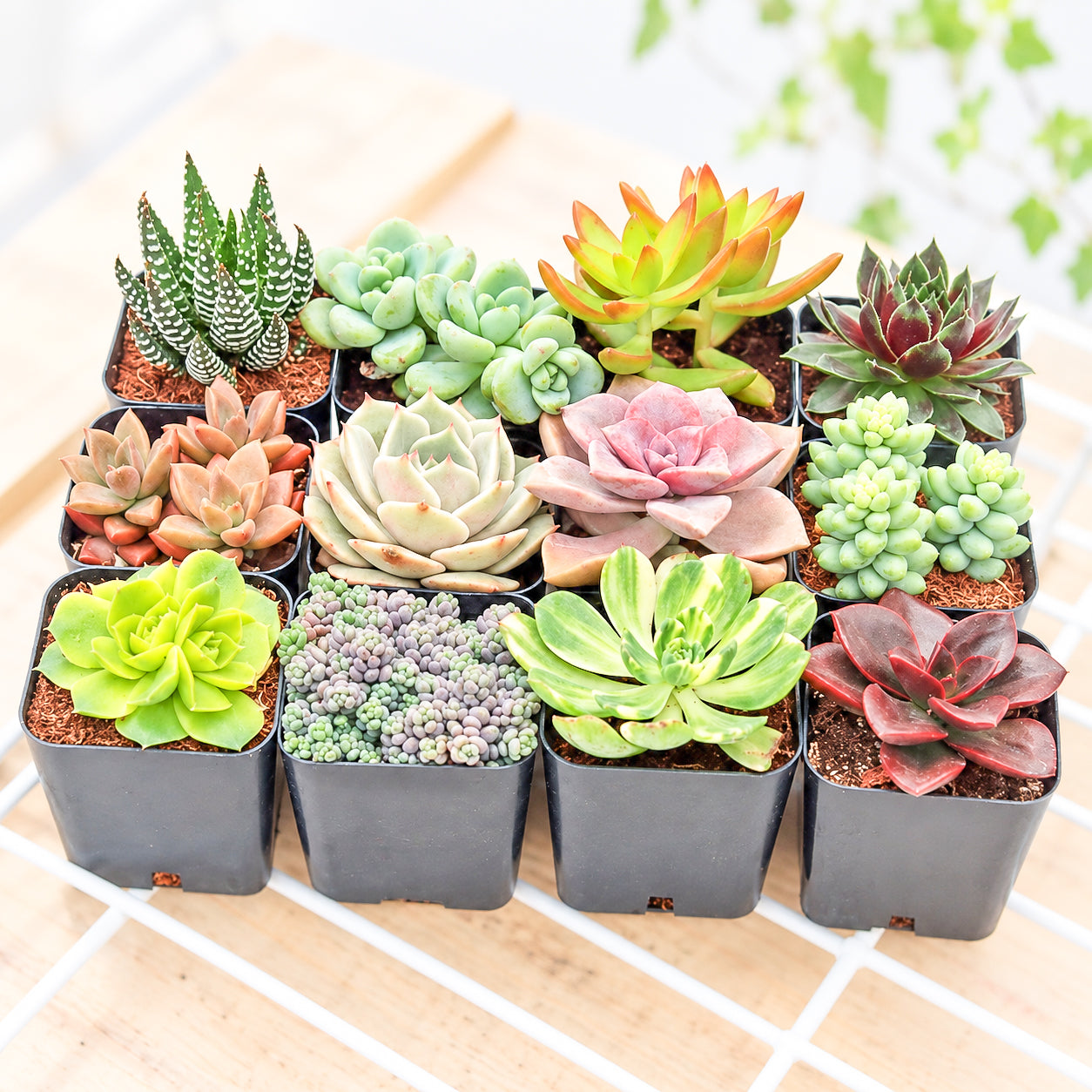 Assorted Succulent Pack (6-25-Pack)