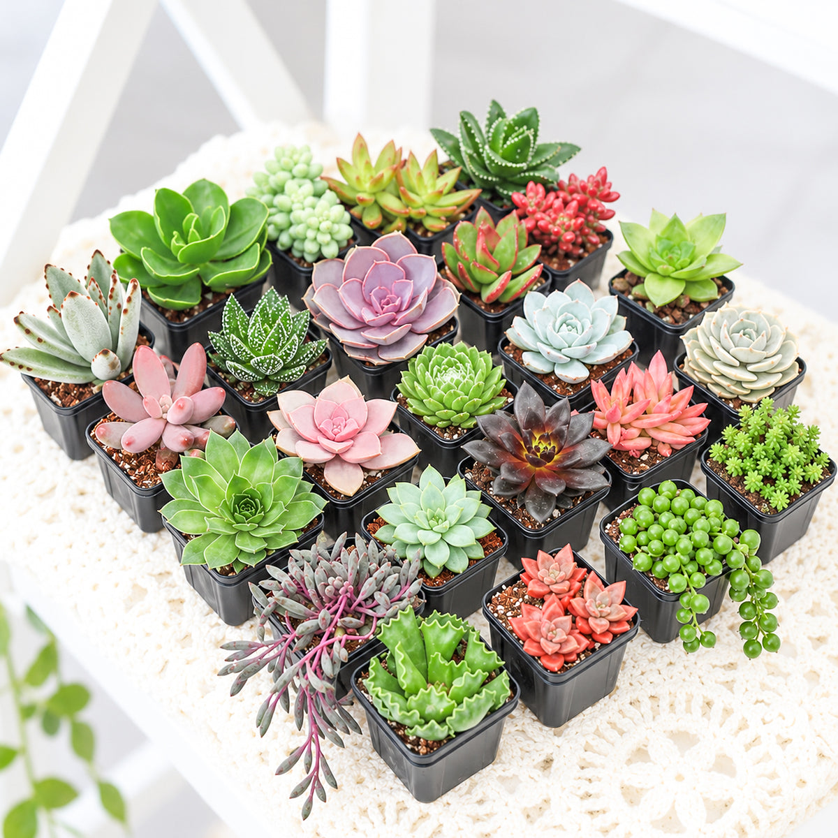 Buy Assorted Succulents Pack (25-100-Pack) online. A versatile mix of live succulents in bulk pack sizes, perfect for events, gifts, party favors, and succulent collections.