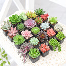 Assorted Succulents Pack (25-100-Pack)