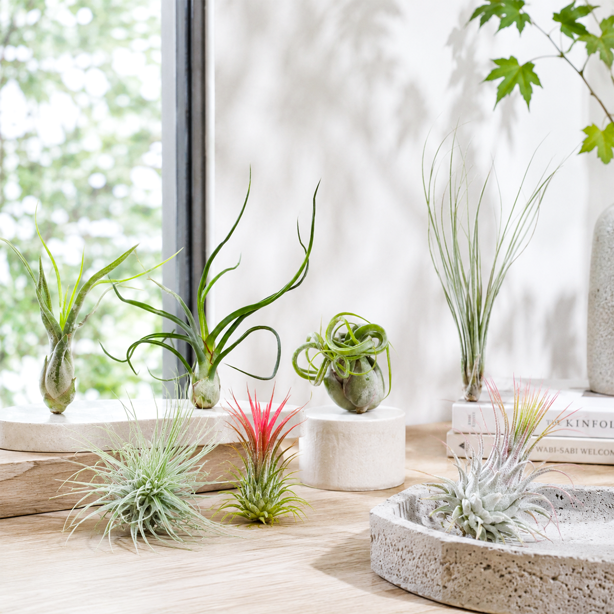 Assorted Collection of Live Air Plants Randomly Picked for sale, live tropical air plant variety pack, random assorted air plants collection, exotic indoor tillandsia bundle, decorative air plant assortment for home decor, low maintenance indoor air plants, unique tropical epiphytic plants, easy care houseplant collection, assorted live tillandsia species