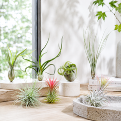 living with air plants Assorted Collection of Live Air Plants Randomly Picked | Air Plants Gift Ideas