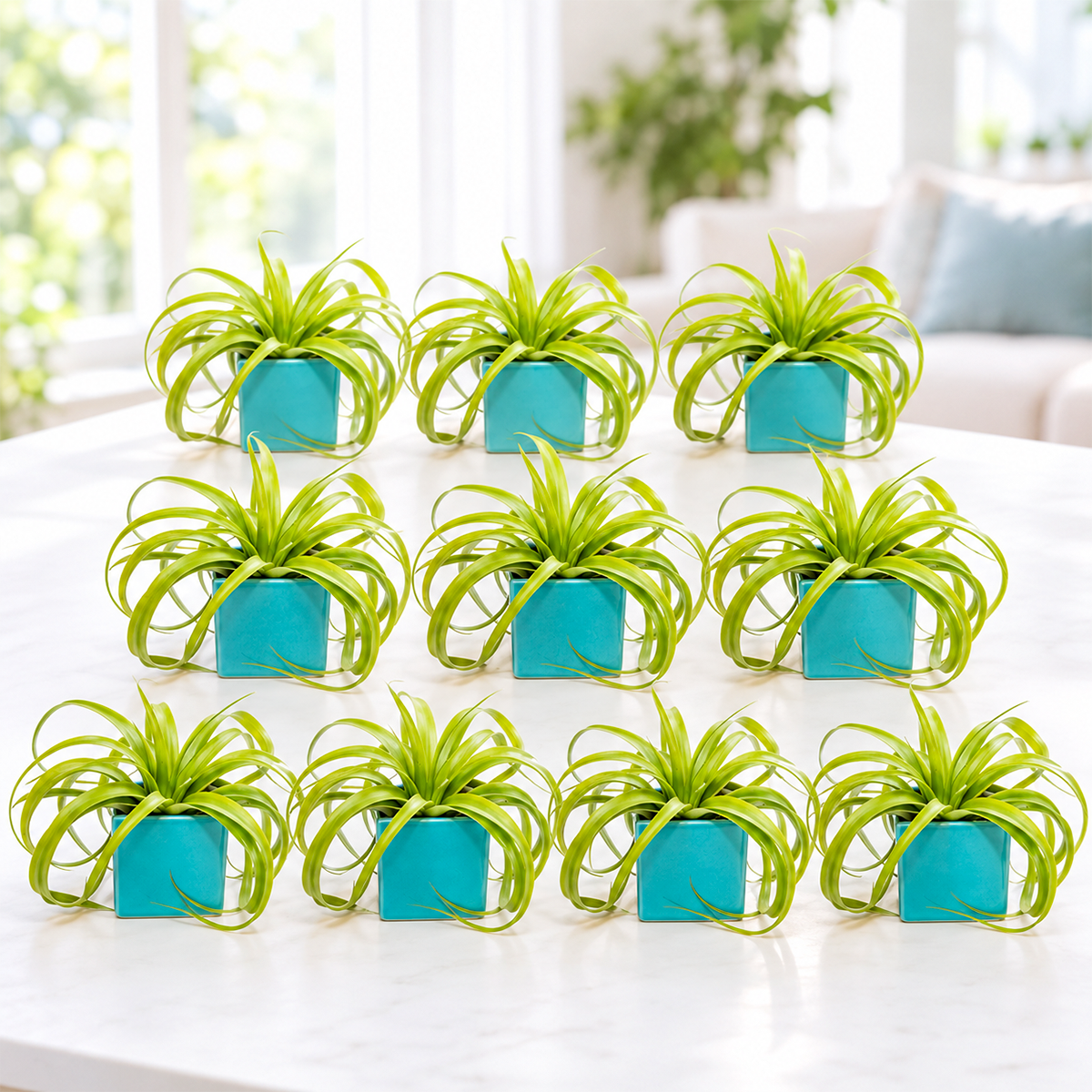ten large assorted tillandsia air plants displayed in matching sky blue ceramic cube containers arranged on a white surface, showing variety of shapes and sizes with spiky and curled foliage in shades of green and gray.