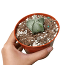 Bishop’s cap cactus, cactus, succulent plant, succulent care, succulents, indoor succulents, succulents garden, succulent subscription, monthly succulents, succulent care guide, succulent care tips, outdoor succulents, succulents shop in California, bishop cactus in California, how to grow bishop's cap succulent, cactus, cactus succulent, succulent cactus, cacti, cactus and succulents, succulents box, succulent shop, buy succulents online