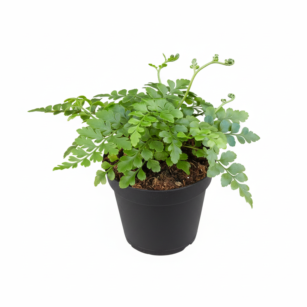 Austral Gem Fern 4 inch plant for sale online, Asplenium dimorphum x difforme, durable fern, easy care houseplant, low maintenance fern, waxy leaf fern, pet friendly plant, beginner fern to grow